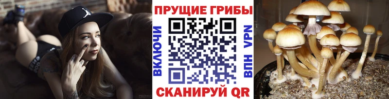 Псилоцибиновые грибы Psilocybe  продажа наркотиков  Каргополь 